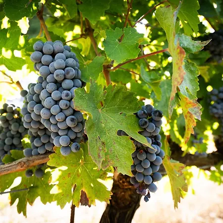Lüks kamp alanı Le Stelle Di Elisa - Wine & Truffle Glamping *